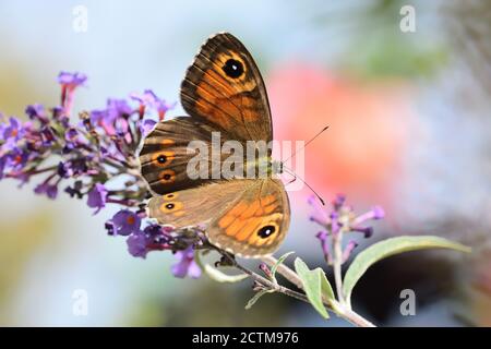 Nördliche Wand brauner Schmetterling (Lasiommata petropolitana) auf Buddleja davidii Blume. Stockfoto