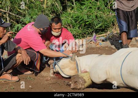 Purbalingga, Indonesien - Juli 31 2020: imam betet vor dem Schlachtprozess auf qurban eid Al adha, die Schlachter benutzen während des Prozesses Maske. Stockfoto