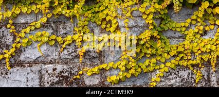 Herbst Blätter Textur Hintergrund, gelb kriechende Stein Mauer Zaun, Klettern Pflanze Banner Stockfoto
