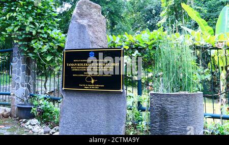 Bogor, Indonesien - 20. Oktober 2019: Heilpflanzen-Sammlungen in Bogor Botanischer Garten in West-Java. Stockfoto