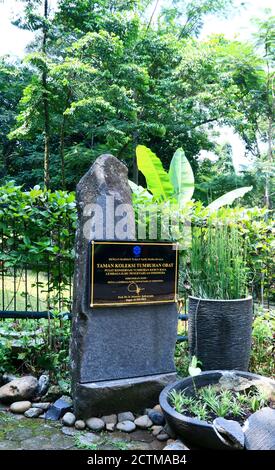 Bogor, Indonesien - 20. Oktober 2019: Heilpflanzen-Sammlungen in Bogor Botanischer Garten in West-Java. Stockfoto