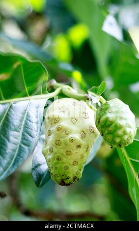 Noni oder Käsefrucht auf Baum in Indonesien. Stockfoto