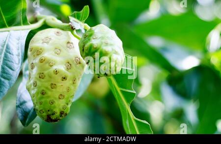 Noni oder Käsefrucht auf Baum in Indonesien. Stockfoto