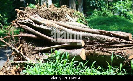 Bogor, Indonesien - 20. Oktober 2019: Besucher des Botanischen Gartens Bogor kommen an einem umgestürzten Baum auf dem Fahrrad vorbei. Stockfoto