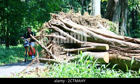 Bogor, Indonesien - 20. Oktober 2019: Besucher des Botanischen Gartens Bogor kommen an einem umgestürzten Baum auf dem Fahrrad vorbei. Stockfoto