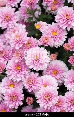 Kleine blühende rosa Chrysanthemum Blüten mit einem gelben Zentrum. Stockfoto