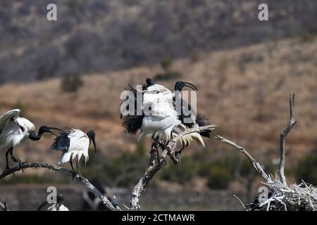 Afrikanisches, Heiliges Ibis. Pilanesberg National Park, Südafrika Stockfoto