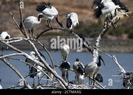 Afrikanisches, Heiliges Ibis. Pilanesberg National Park, Südafrika Stockfoto