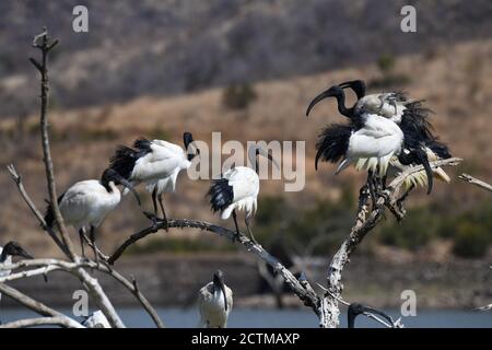 Afrikanisches, Heiliges Ibis. Pilanesberg National Park, Südafrika Stockfoto