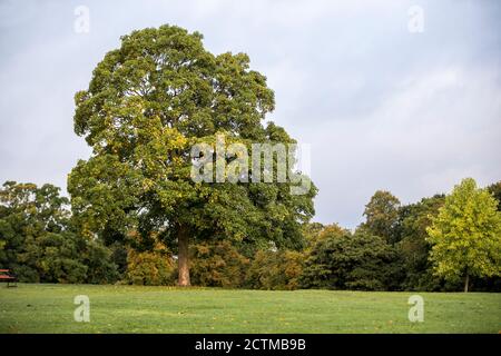 Northampton, Großbritannien, Wetter, 24 September 2020. Wechselhaftes Wetter rund um Abington Park heute Morgen mit einer Chance auf Duschen an und für den ganzen Tag. Kredit: Keith J Smith./Alamy Live Nachrichten Stockfoto