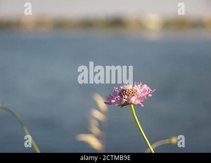 Nahaufnahme einer Blume namens Scabiosa columbaria Stockfoto