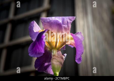 Detail der lila blühenden Iris Stockfoto