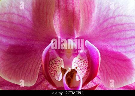Makrofotografie einer Orchideenblume. Stockfoto