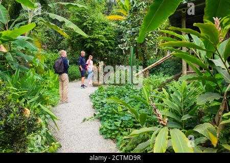 Besucher in den geodätischen Biom-Kuppeln des Regenwaldes im Eden Project, einer Touristenattraktion in Cornwall. Stockfoto