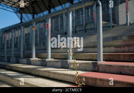 Feature, Anlage wächst bereits auf der leeren Tribüne, ohne Zuschauer / Fans, leeres Stadion, leer, Fußball Laenderspiel Frauen, Europameisterschaft Qualifikation, Deutschland (GER) - Irland (IRL) 3: 0, am 09/19/2020 in Essen Deutschland. Â Verwendung weltweit Stockfoto