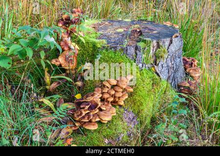 Wachsende Pilze auf einem Baumstumpf Stockfoto