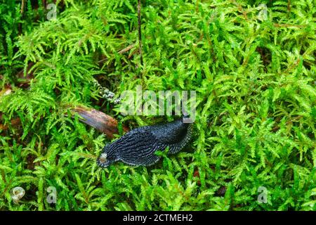 Schwarze Schnecke kriecht auf grünem Moos am Wald weiter Boden Stockfoto