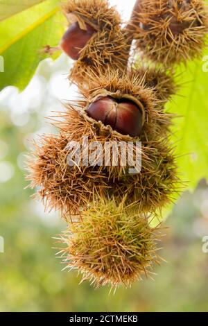 Süße Kastanien auf einem Baum an einem sonnigen Tag in Fallen - selektiver Fokus Stockfoto