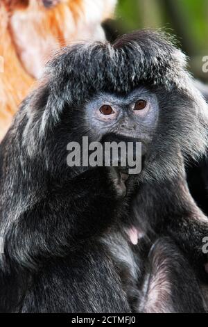 Javan Languren oder Javan Gruppen, Trachypithecus Auratus, Erwachsene Stockfoto