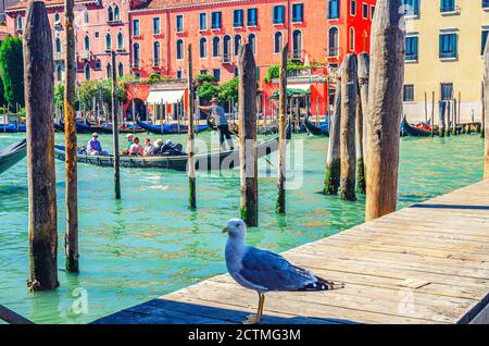 Venedig, Italien, 13. September 2019: Möwe auf Holzpier mit Stangen des Canale Grande Wasserstraße im historischen Zentrum von Venedig mit Gondoliere auf Segelgondel und Reihe von bunten venezianischen Gebäuden Stockfoto