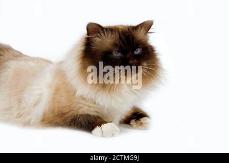 Schokolade Birmanese Hauskatze, Erwachsenen Verlegung vor weißem Hintergrund Stockfoto