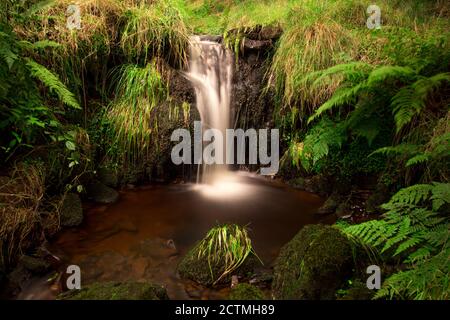 Kleiner Wasserfall und Pool auf einem Bach, der den Hügel Pendle in lancashire hinunter fließt. Glattes Wasser und grüne Vegetation. Stockfoto