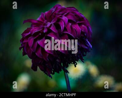 Schöne farbige Blume im Botanischen Garten in Prag, Tschechische Republik, Europa. Die Sommerstimmung zieht langsam in den Herbst und die Blumen ändern sich mit der Jahreszeit. Stockfoto