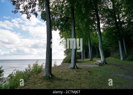 Bank im Wald Faneskov, Mon, Dänemark, Ostsee, blauer Wolkenhimmel Stockfoto