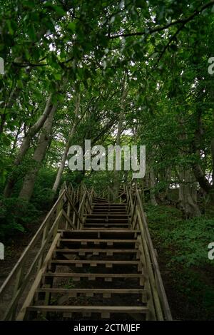 Holztreppe im Wald auf Mons klint, Mon Island, Dänemark, Europa Stockfoto