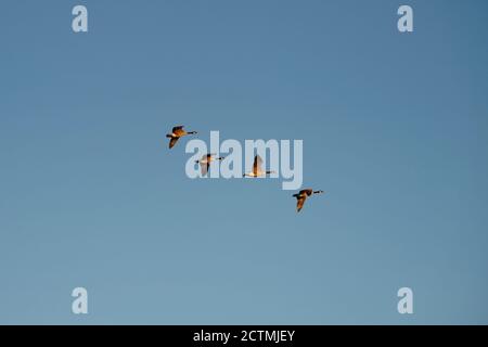 Fliegende brent in blauen Himmel Stockfoto