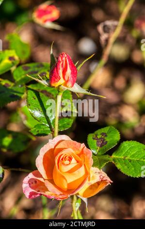 Rosa Britannia "Frycalm" Stockfoto