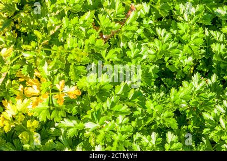 Petersilie, Petroselinum crispum, Titan Stockfoto