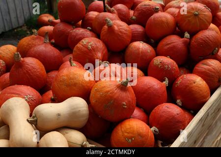 Gesunde Bio-Kürbisse auf dem landwirtschaftlichen Bauernmarkt im Herbst - Gesunde Ernährung Konzept Stockfoto