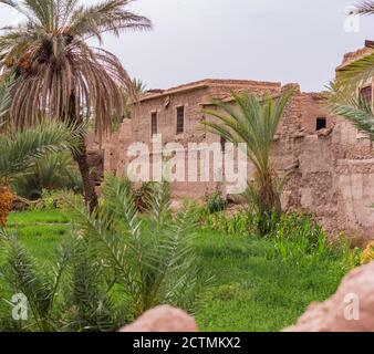 Panoramablick auf schöne marokkanische Palmenoase und alt Gebäude im Hintergrund Stockfoto