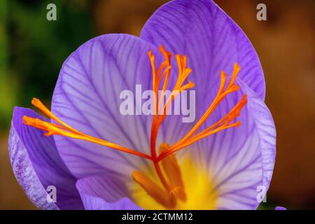 Nahaufnahme Detail einer bunten großen Herbstcrocus-Blume (Crocus speciosus) in strahlendem Sonnenschein. Zeigt ein helles, reich verzierte Stigma über den Anthern. Stockfoto