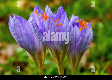 Nahaufnahme, Seite, Detail eines Clusters von bunten großen Herbst Crocus Blumen (Crocus speciosus) unter Gras in strahlendem Sonnenschein. Stockfoto