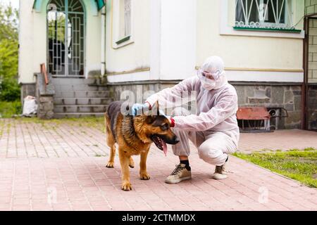 Mann in einem weißen Schutzanzug, trägt Brille, Handschuhe und trägt eine Maske. Und geht mit dem Schäferhund Stockfoto