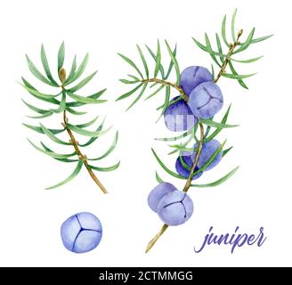 Juniper. Isolierte Aquarelldarstellung der Wacholderbeere auf dem Zweig. Organisches ätherisches Öl. Beauty und Spa, kosmetische Zutat. Ideal für Label, po Stockfoto