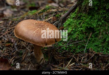 Getrübter Agari-Pilz Clitocybe nebularis . Einer von einer Truppe von Pilzen in der Familie Stockfoto