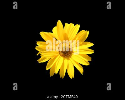 Arnika Berg, Nahaufnahme. Schöne gelbe Blume. Isoliert auf schwarzem Hintergrund. Stockfoto