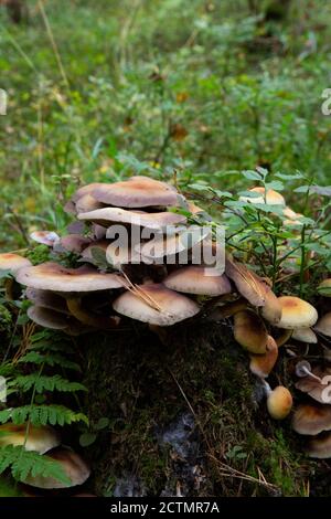 Schwefeltuft Pilze Hypholoma fasciculare wachsen auf einem Baumstamm. Stockfoto