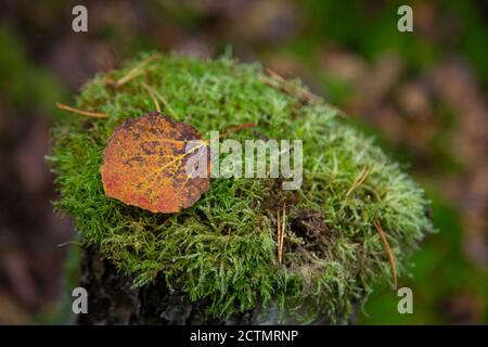 Nahaufnahme von moosigem Stumpf mit einem Pilz oben und trockenen Kiefernnadeln im Herbstwald, Waldsubstrat, herbstliches Laub, trockene Herbstblätter Stockfoto