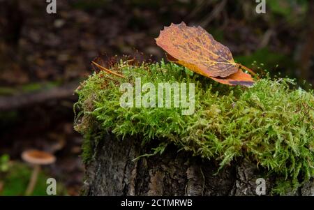 Nahaufnahme von moosigem Stumpf mit einem Pilz oben und trockenen Kiefernnadeln im Herbstwald, Waldsubstrat, herbstliches Laub, trockene Herbstblätter Stockfoto