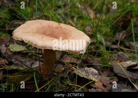 Getrübter Agari-Pilz Clitocybe nebularis . Einer von einer Truppe von Pilzen in der Familie Stockfoto