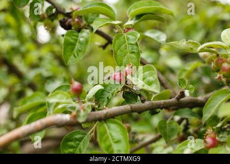 Kleine Jungen Äpfel auf einem Baum Stockfoto