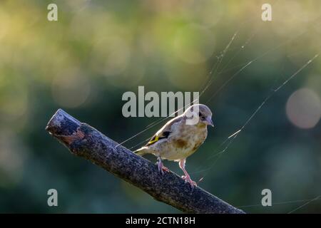Stieglitz thront auf einem stick Stockfoto