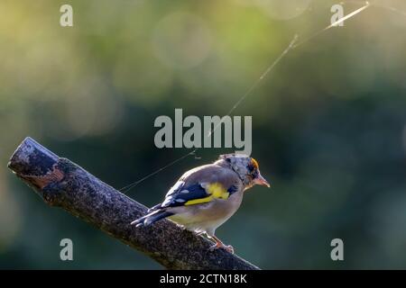 Stieglitz thront auf einem stick Stockfoto