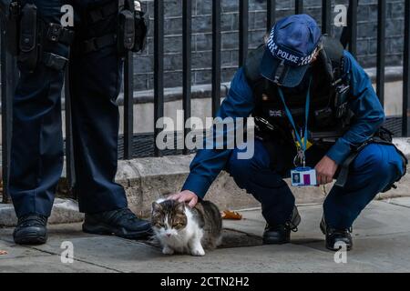 London, Großbritannien. September 2020. Larry der Downing Cat wird verwöhnt, bevor Rishi Sunak Köpfe aus, um seine Winter-Wirtschaft-Plan Aussage über die Finanzierung der nächsten Stufe der Coronavirus-Einschränkungen zu machen.Rishi Sunnak Köpfe aus, um seine Aussage über die Finanzierung der nächsten Stufe der Coronavirus-Einschränkungen zu machen. Kredit: Guy Bell/Alamy Live Nachrichten Stockfoto