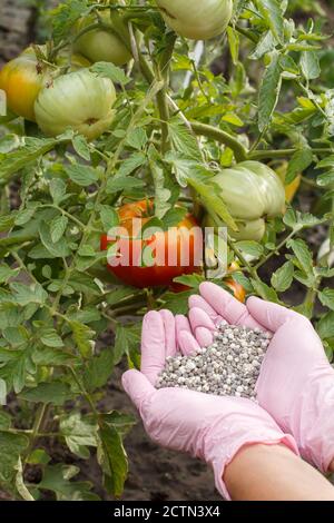 Farmer Hände in Gummihandschuhe hält chemischen Dünger, um es Tomatenbüschen im Garten zu geben. Stockfoto