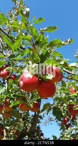 Roter Apfelbaum Zweig Stockfoto